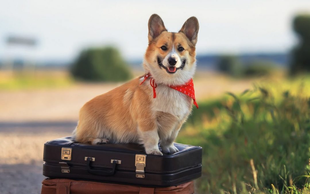 traveling with your dog